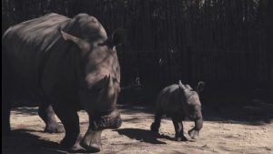 conoce-a-atanasio-el-primer-rinoceronte-blanco-de-america-latina