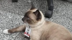 contratan-a-gatito-que-deambulaba-por-una-tienda