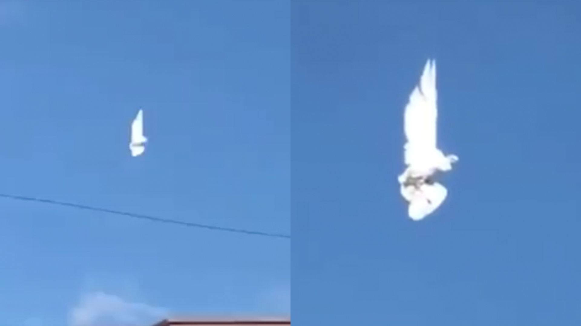 Paloma suspendida en el aire