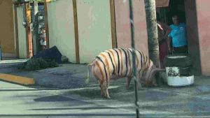 captan-a-un-cerdo-tigre-vagando-por-las-calles-de-nuevo-leon