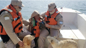 Niño con autismo sobrevive a una noche fría gracias a sus perritos