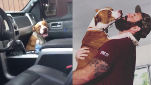 Perrito se esconde en camioneta y logra que lo adopten