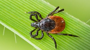 la-garrapatas-son-portadoras-de-un-nuevo-virus-y-alertan-a-china