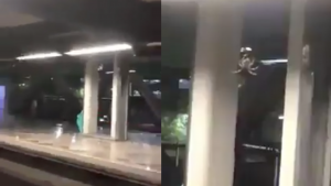 Usuarios graban araña gigante en metro constitución de 1917