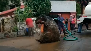rata gigante