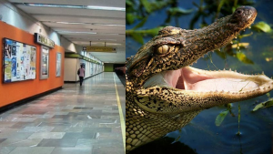Captan a dos personas paseando sus cocodrilos en el metro
