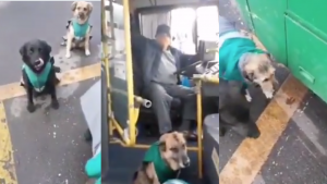 Choferes adoptan a perritos callejeros para que los acompañen