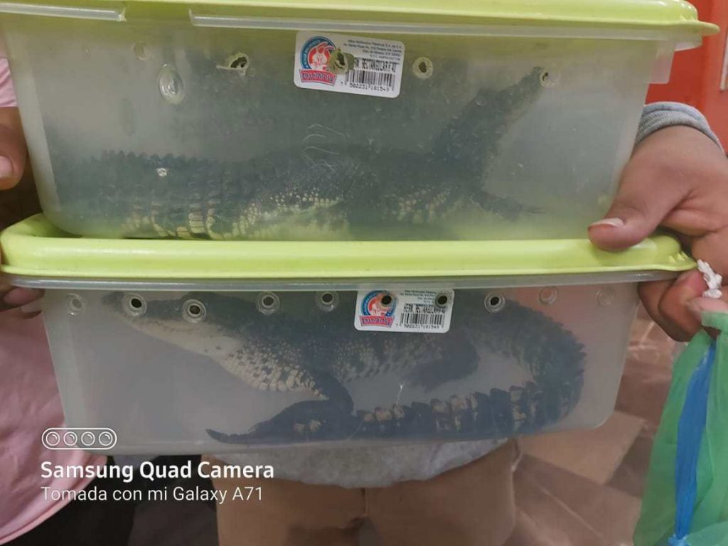 Captan a dos personas paseando sus cocodrilos en el metro