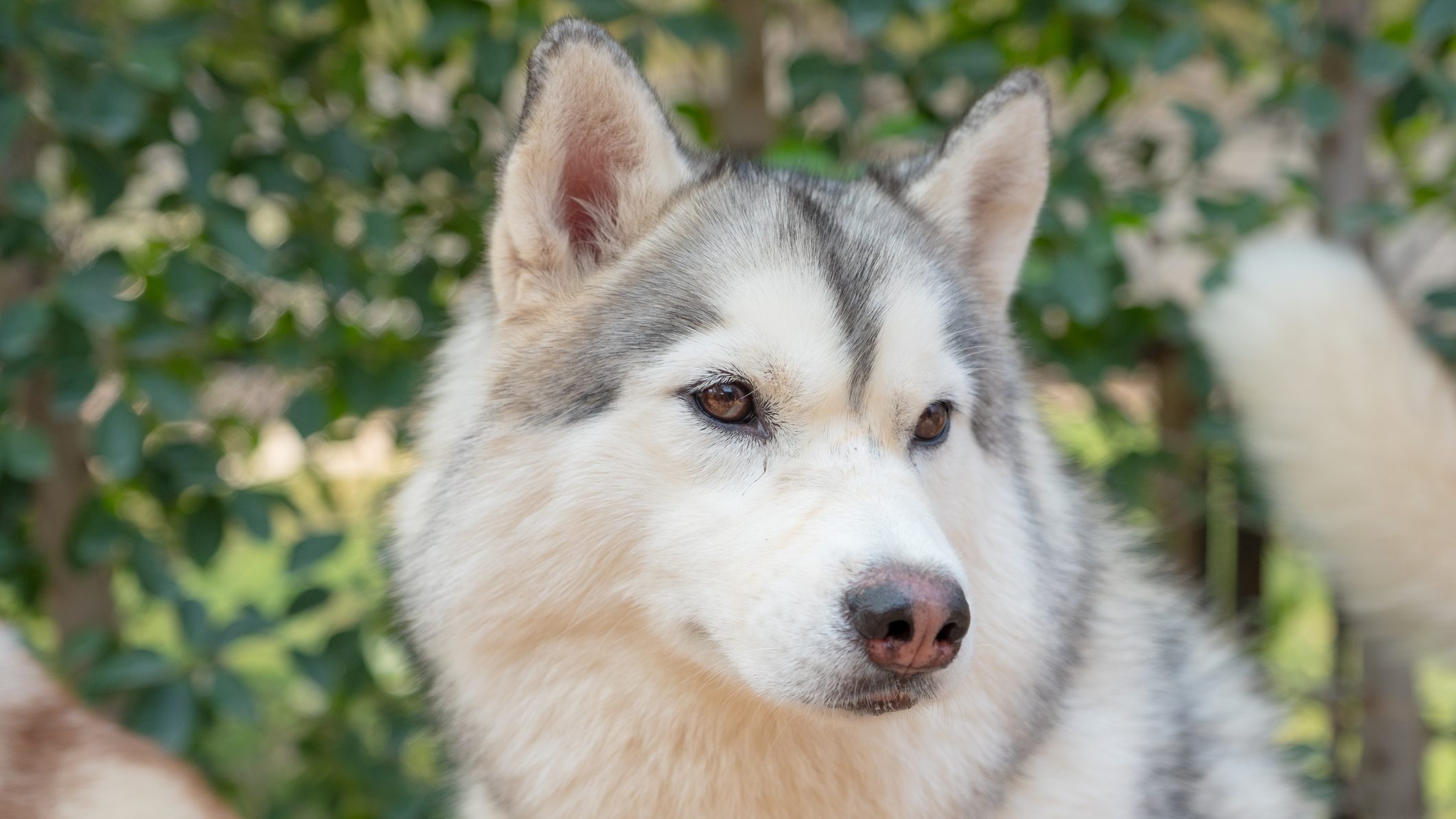 marco Omitido extraño Hombre cría desde cachorro a un lobo negro como si fuera un perrito