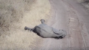 Berrinche de elefante bebé enterneció las redes y se hace viral
