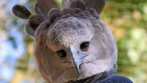 Esta es la águila arpía que tiene el tamaño de un humano