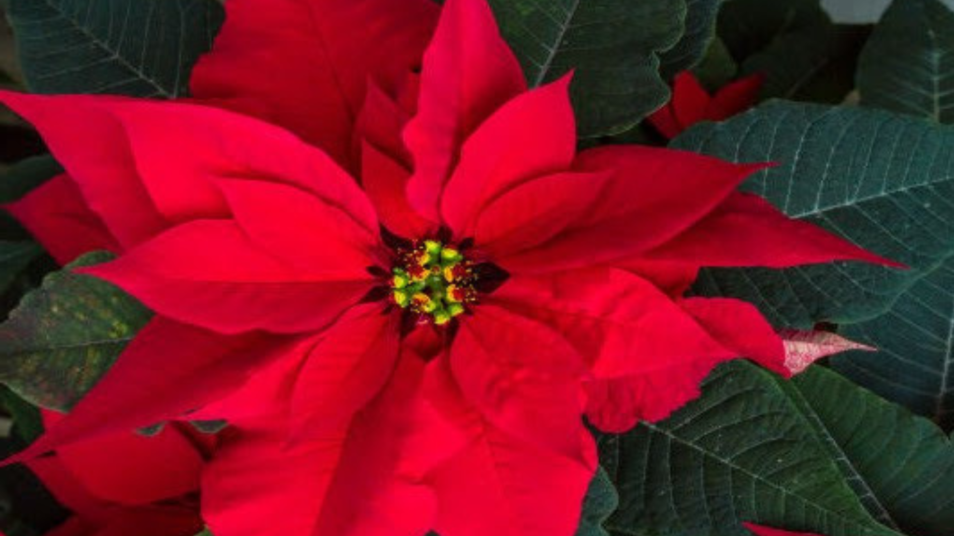 Está es la historia de la flor de NocheBuena que no conocías Está es la historia de la flor de NocheBuena que no conocías
