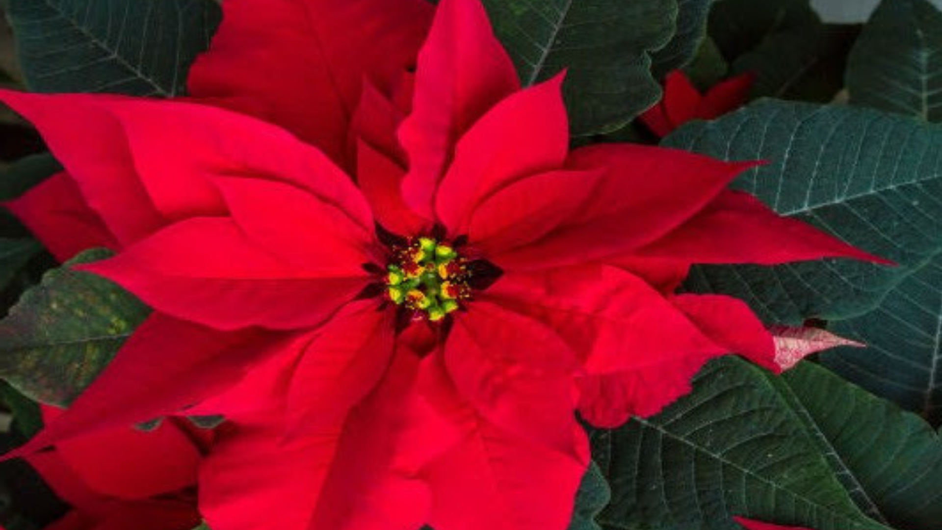 Está es la historia de la flor de NocheBuena que no conocías