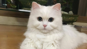 Estudio confirma que los gatos sí reconocen su nombre, pero prefieren ignorarte