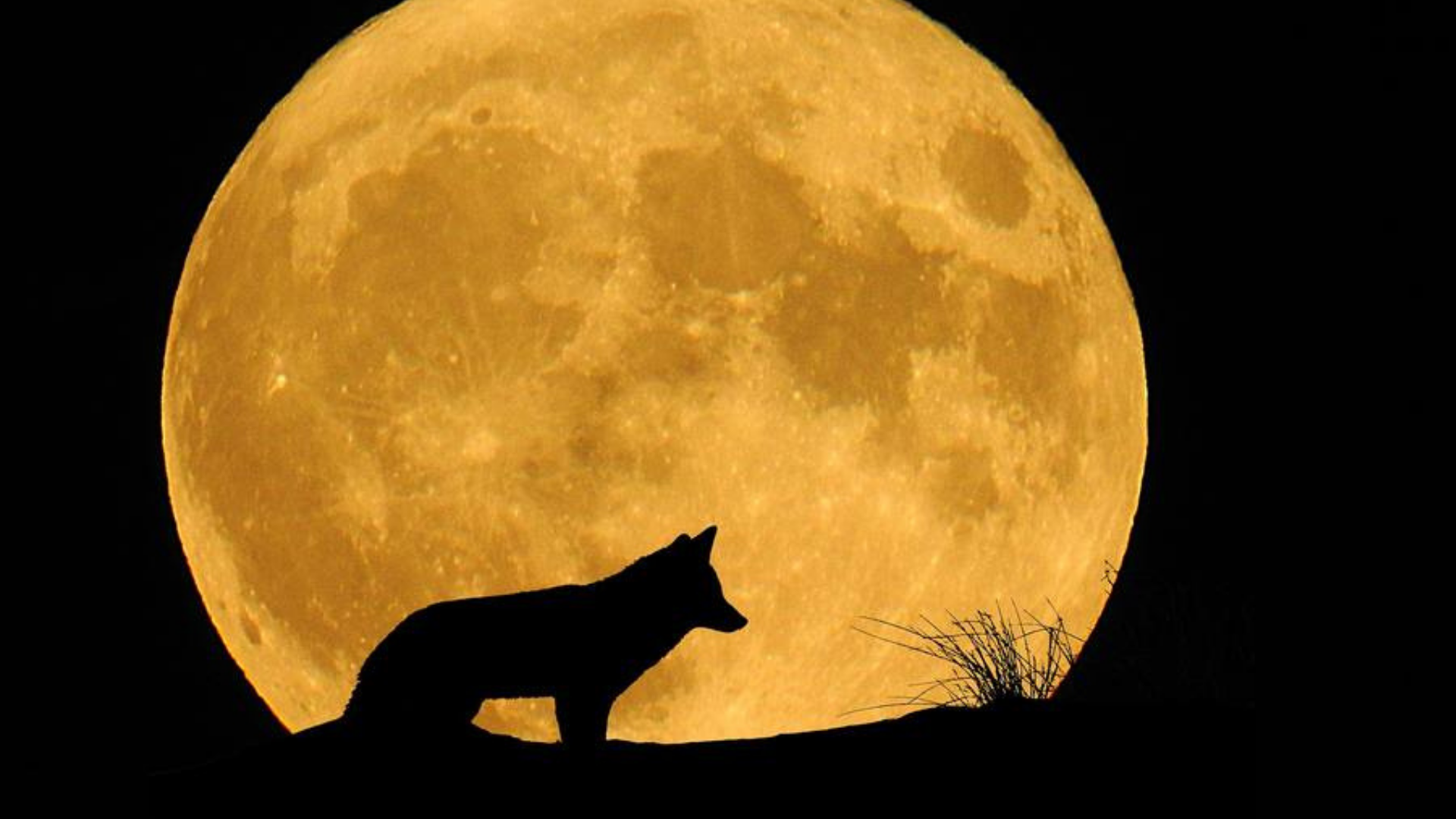 A pocos días de la Luna de Lobo, checa su significado y cuándo verla