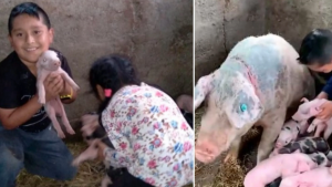 Niño pide permiso de entregar tarea mas tarde por su cochinita embarazada