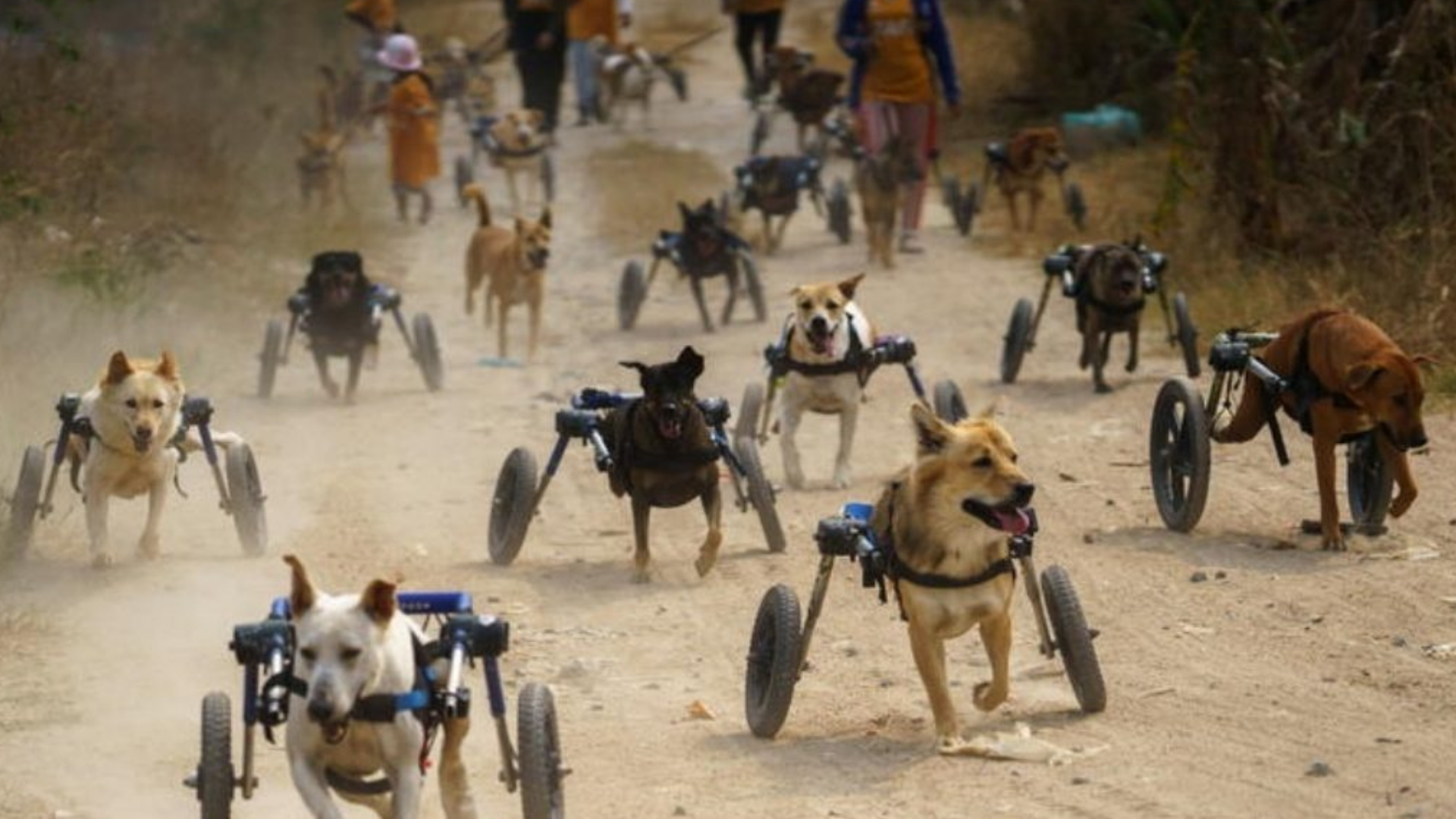 Tierna fundación ayuda a perritos discapacitados para que puedan caminar