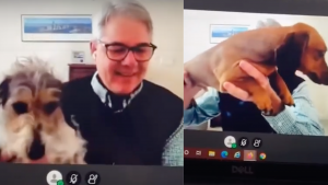 Profesor se hace viral por presentar a sus perritos en plena clase en línea