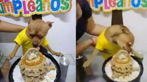 Perrito se hace viral al reaccionar a su fiesta de cumpleaños sorpresa