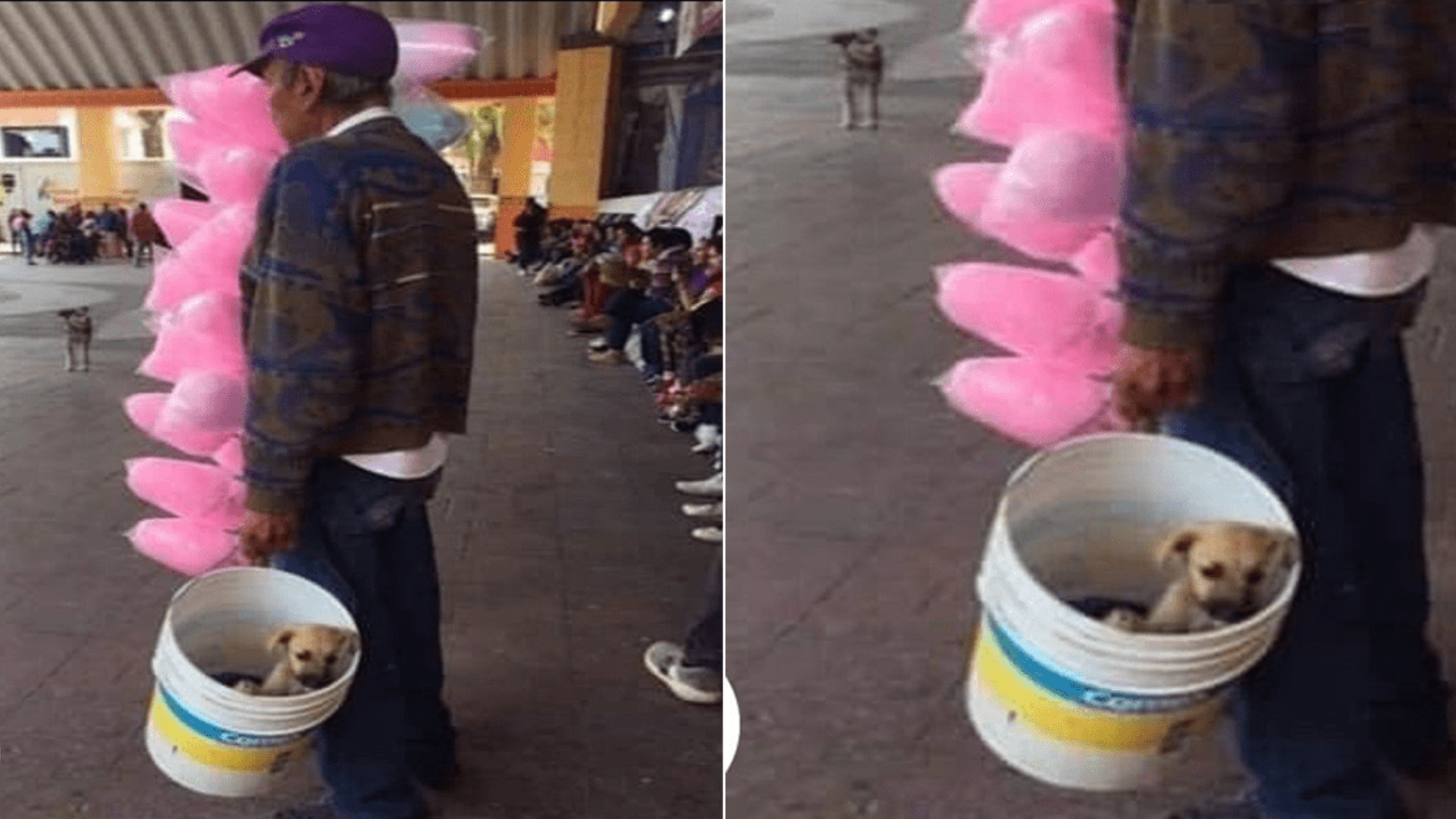 Abuelito carga a su perrito adoptado mientras vende algodones de azúcar