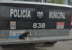 oficial de policía