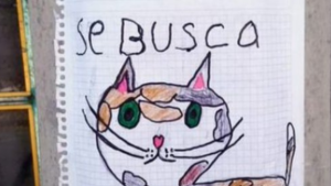 Su gatito desaparece y ofrece botanas a quien le dé información