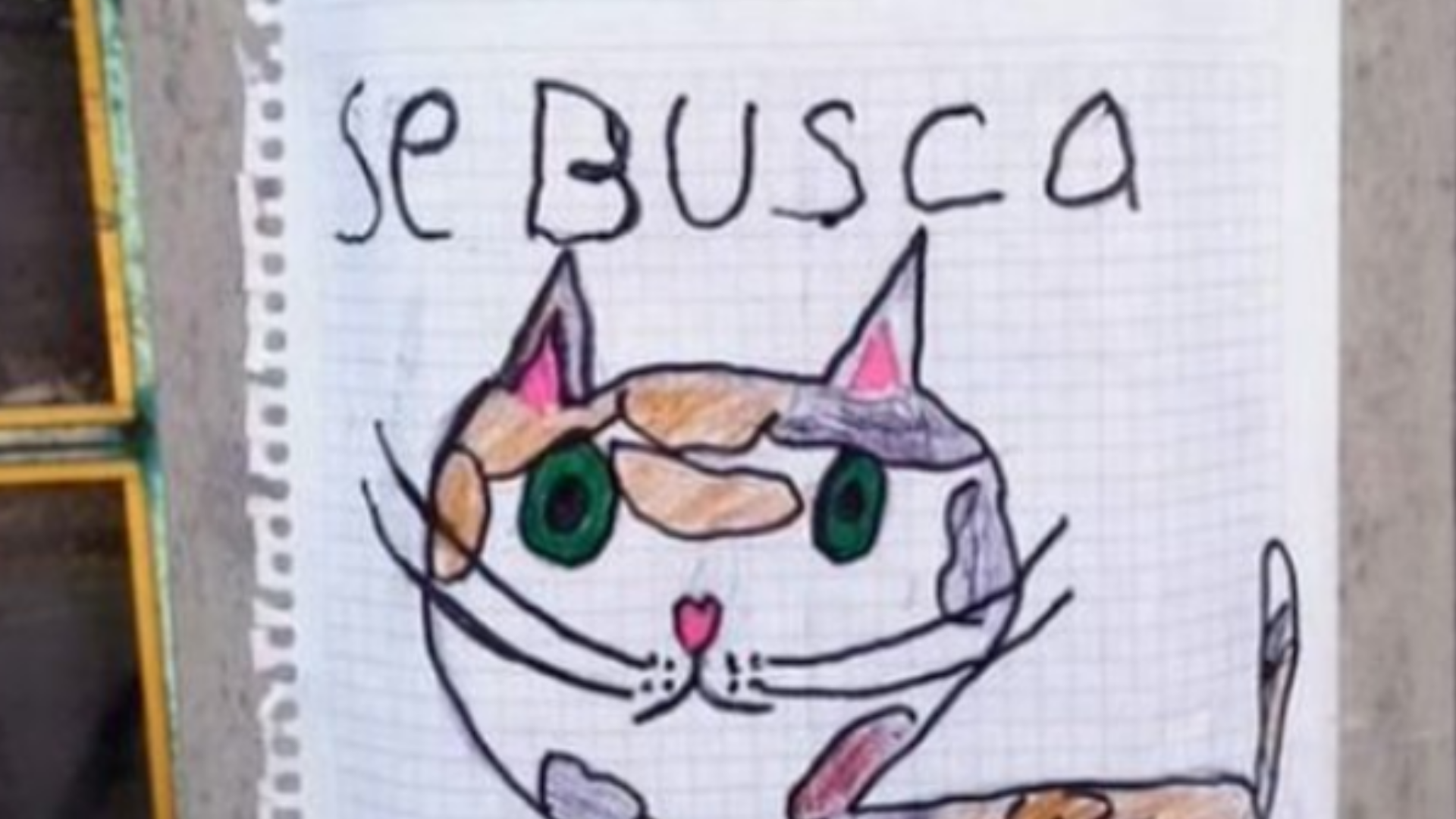 Su gatito desaparece y ofrece botanas a quien le dé información