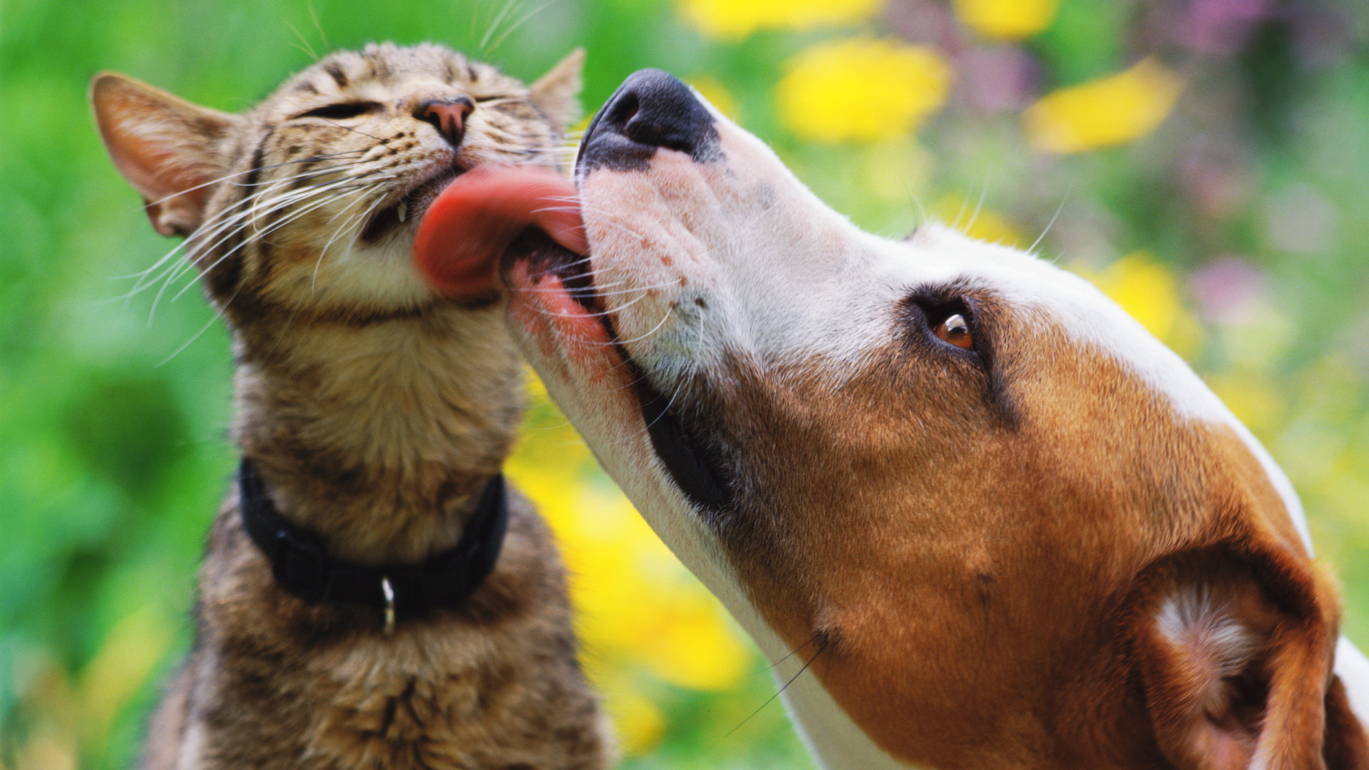 Según la ciencia los perritos son mejores mascotas que los gatitos