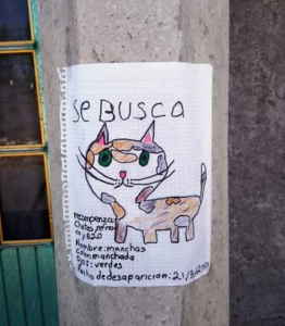 Su gatito desaparece y ofrece botanas a quien le dé información 