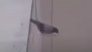 asi-nacio-la-voz-me-voa-a-matal-ete-es-mi-ultimo-wi