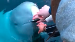 beluga-recupera-smartphone-desde-el-fondo-del-mar