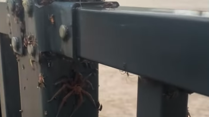 invasión de arañas