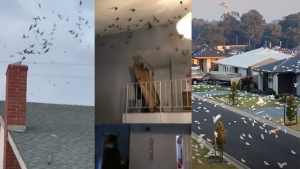 Este es el video de las miles de aves que se metieron una a casa