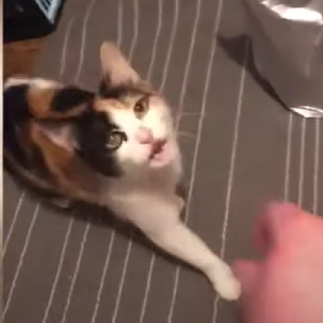 El tierno video de la gatita sorda que se comunica por medio de señas