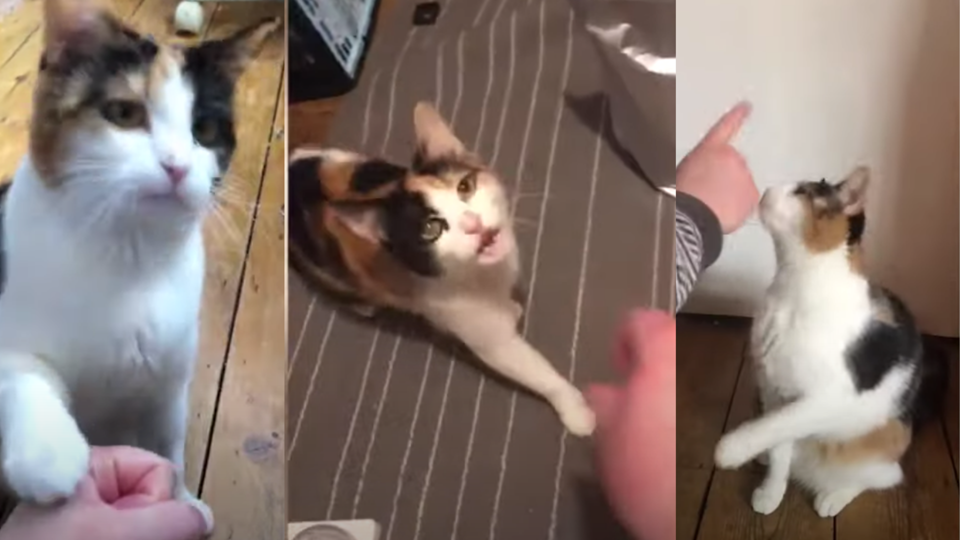 El tierno video de la gatita sorda que se comunica por medio de señas