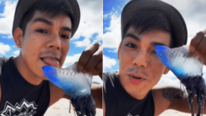 Usuario de TikTok se graba lamiendo a medusa más peligrosa del mundo