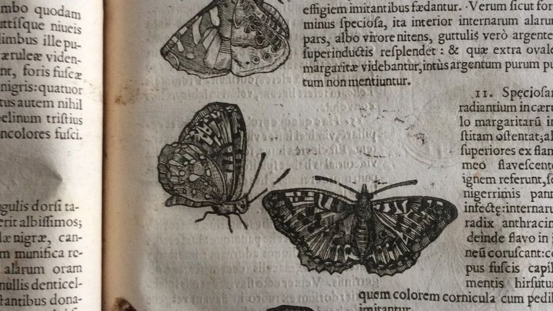 Encuentran mariposa de 400 años conservada dentro de un libro