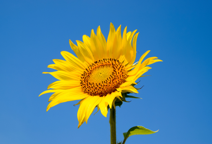Qué flores regalar? Conoce el significado que tiene cada flor para 