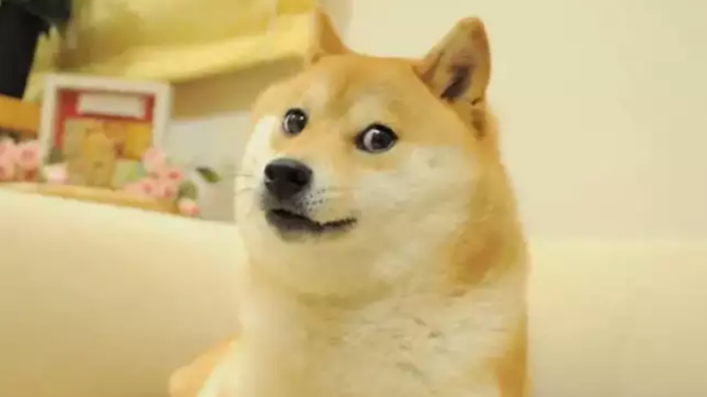 Perrita Random La famosa perrita del meme cumple 16 años y así lo festeja