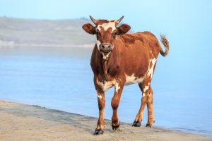 Portrait Of Cow At Shore Of Beach