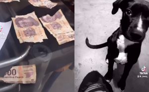tiktik_dinero_perro