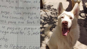 Dejan a su perrito en un albergue y le manda cartas hasta poder ir por el