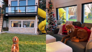 Chica muestra el lujoso departamento de sus perros y tienen hasta tv