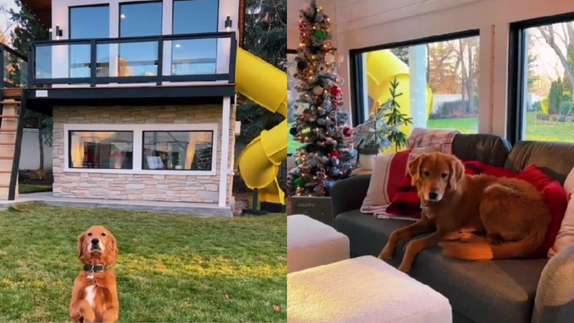 Chica muestra el lujoso departamento de sus perros y tienen hasta tv