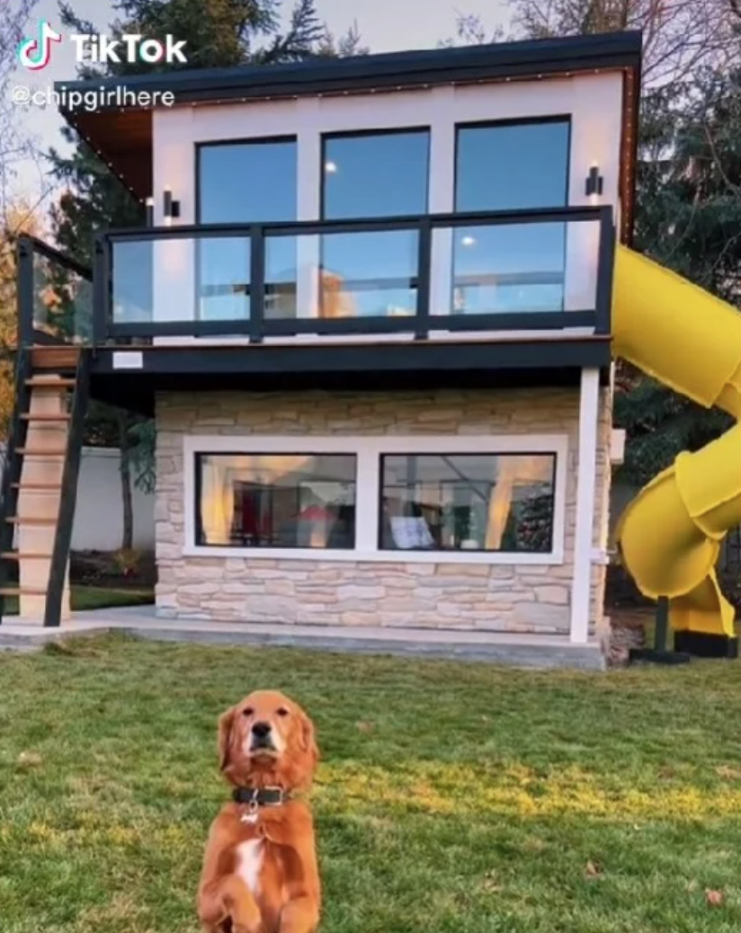 Chica muestra el lujoso departamento de sus perros y tienen hasta tv