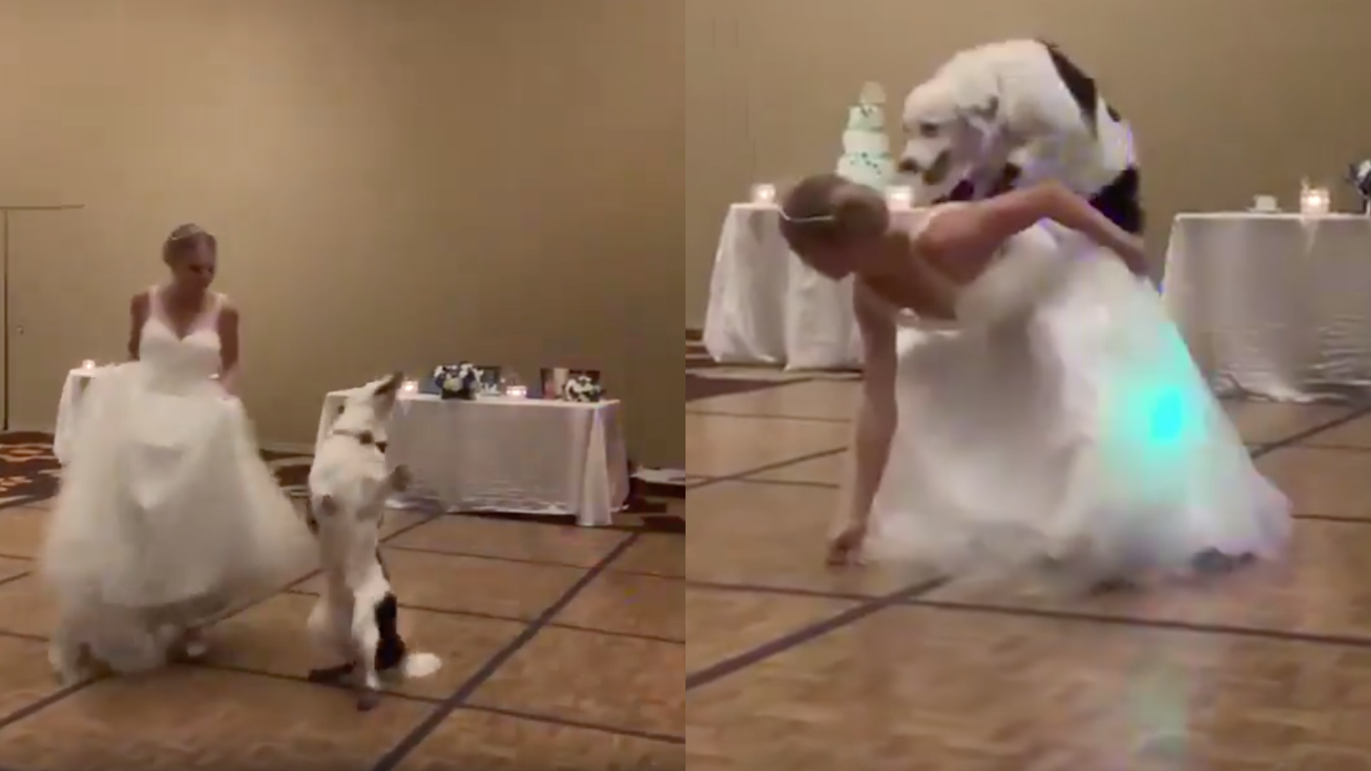 Perrito baila el vals con la novia y hace bonito show en la pista