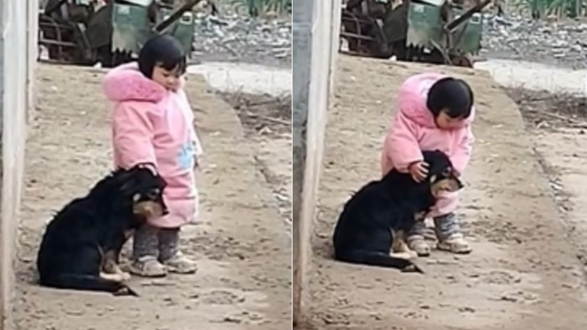 Pequeña niña causa ternura al taparle las orejas a su perrito por la pirotecnia
