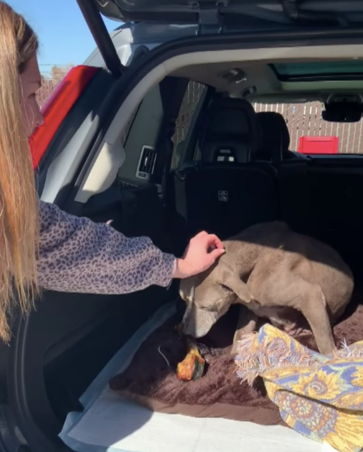 Pierde a su perrita y se vuelven a reencontrar después de 12 años