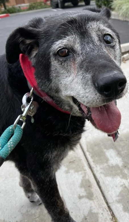 Adopta a perrito de 16 años para darle sus últimos años llenos de amor