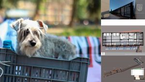 hotel-para-perros-y-gatos-abandonados-cdmx-082402